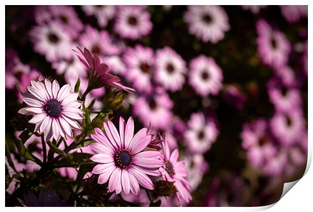 pink cape daisy with purple center Print by Christina Hemsley