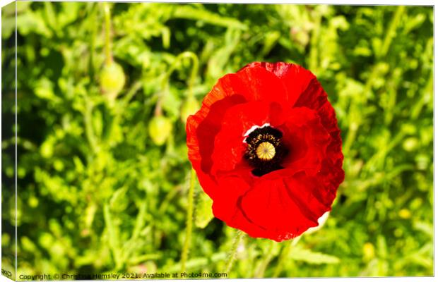 Single red poppy in a green field  Canvas Print by Christina Hemsley