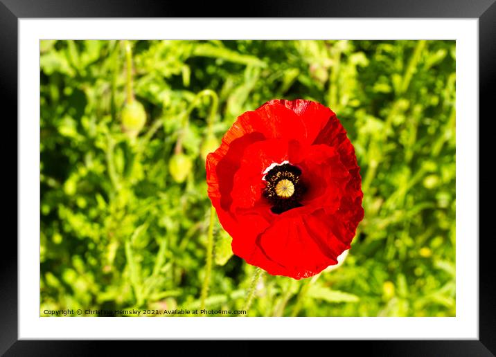 Single red poppy in a green field  Framed Mounted Print by Christina Hemsley