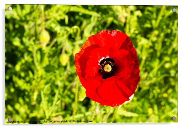 Single red poppy in a green field  Acrylic by Christina Hemsley
