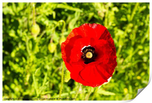 Single red poppy in a green field  Print by Christina Hemsley