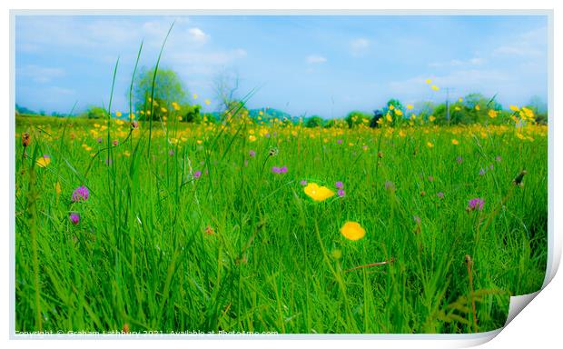 Cotswolds meadow with wild flowers  Print by Graham Lathbury