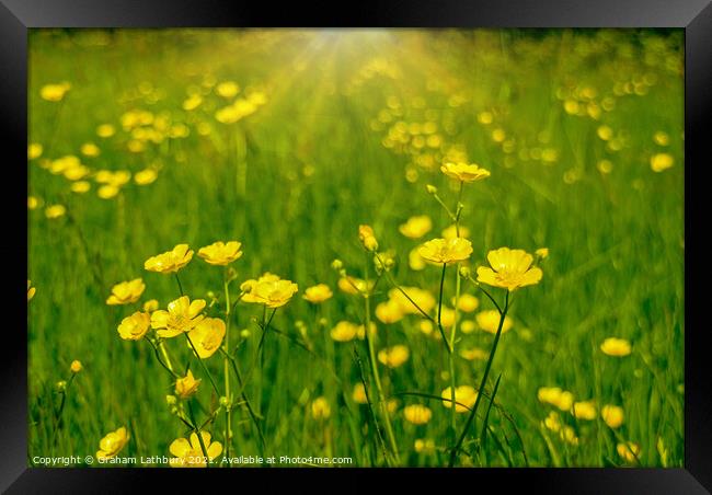 Buttercups in Summer Framed Print by Graham Lathbury