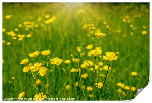 Buttercups in Summer Print by Graham Lathbury