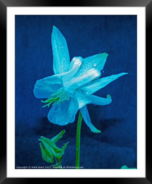 Aquilegia Ice Queen. Framed Mounted Print by Mark Ward