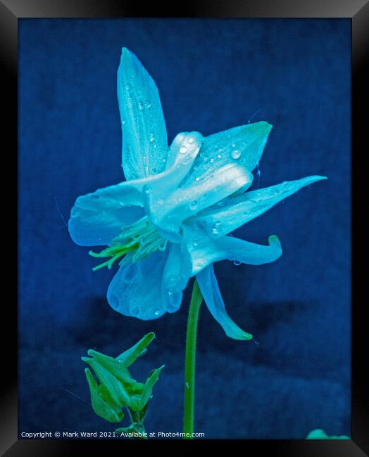 Aquilegia Ice Queen. Framed Print by Mark Ward