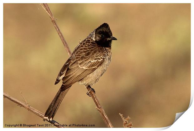 Red-vented Bulbul Print by Bhagwat Tavri