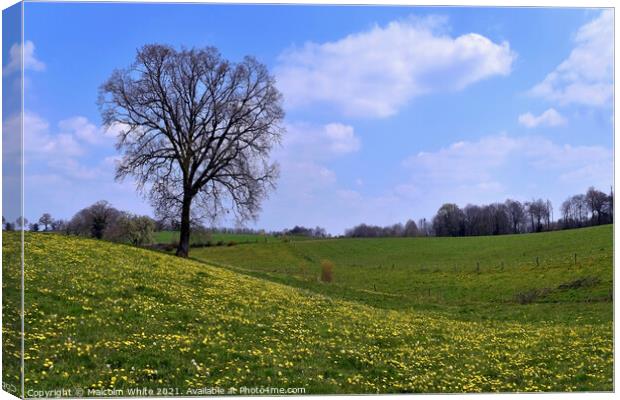 Spring Tranquility Pasture Orne France Canvas Print by Malcolm White