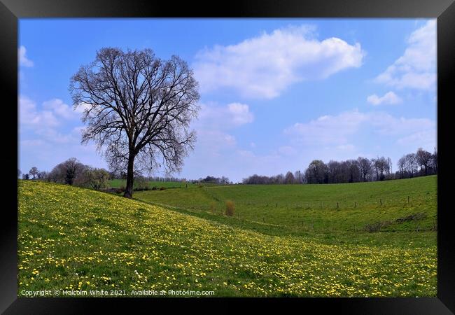 Spring Tranquility Pasture Orne France Framed Print by Malcolm White