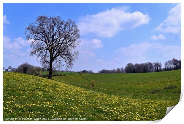 Spring Tranquility Pasture Orne France Print by Malcolm White