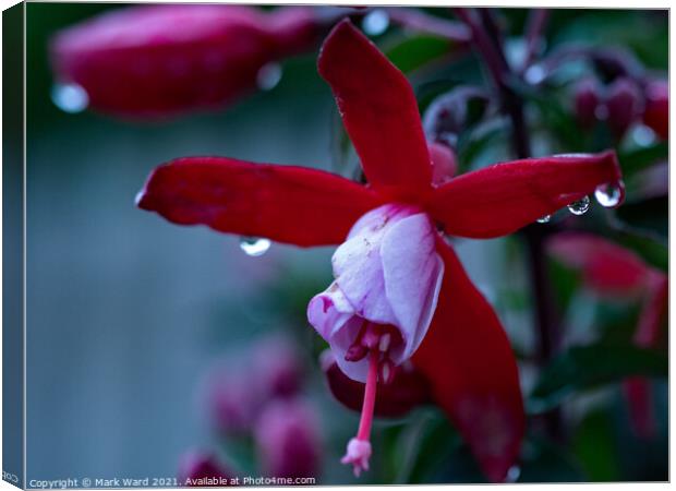 Looking into the Fuchsia, and its Bright! Canvas Print by Mark Ward