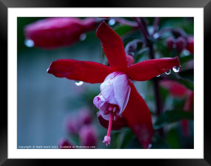 Looking into the Fuchsia, and its Bright! Framed Mounted Print by Mark Ward