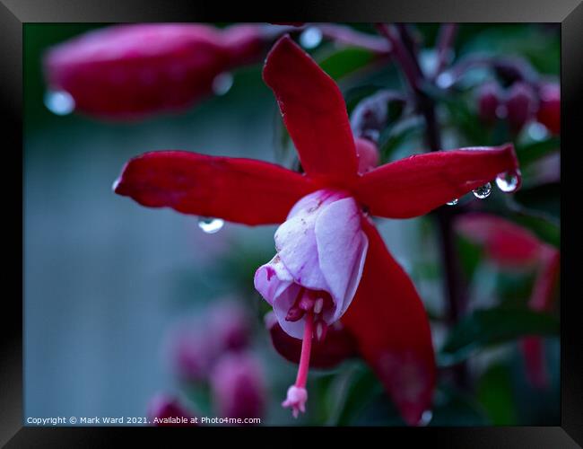 Looking into the Fuchsia, and its Bright! Framed Print by Mark Ward