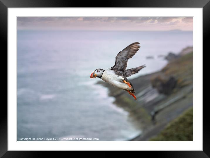 Puffin in flight  Framed Mounted Print by Dinah Haynes