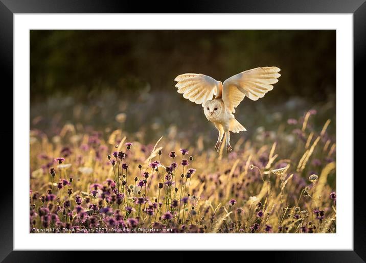 Barn Owl flight over meadow Framed Mounted Print by Dinah Haynes