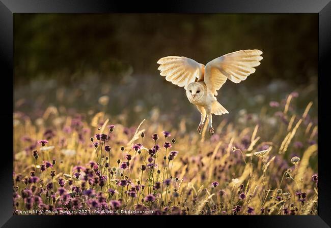 Barn Owl flight over meadow Framed Print by Dinah Haynes