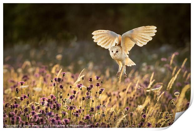 Barn Owl flight over meadow Print by Dinah Haynes