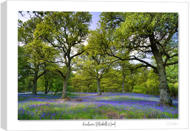 Enchanted Bluebell Woodland Canvas Print by JC studios LRPS ARPS