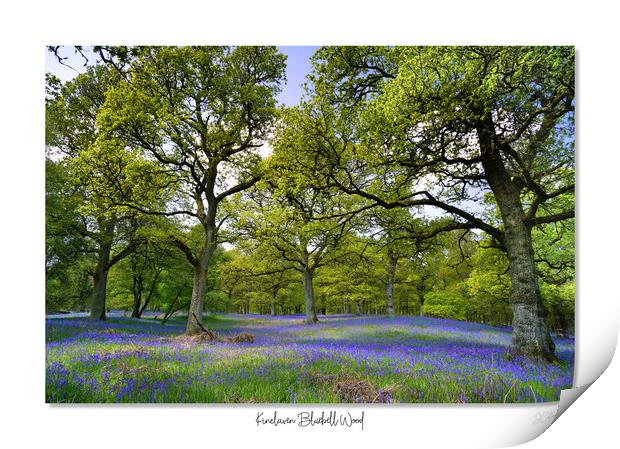 Enchanted Bluebell Woodland Print by JC studios LRPS ARPS