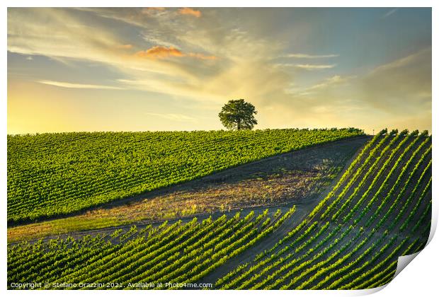 Chianti Vineyards and a Tree Print by Stefano Orazzini