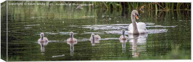 Swan with cygnets Canvas Print by Kevin White