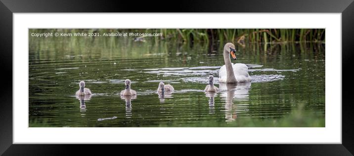 Swan with cygnets Framed Mounted Print by Kevin White