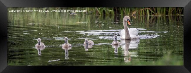 Swan with cygnets Framed Print by Kevin White