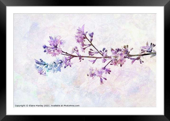 Rainbow Cherry Blossoms Framed Mounted Print by Elaine Manley