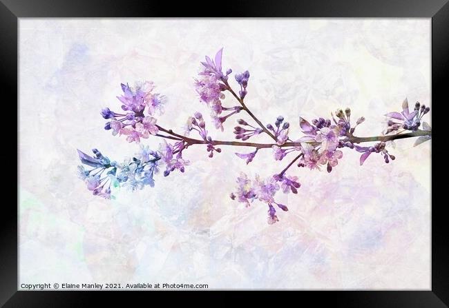 Rainbow Cherry Blossoms Framed Print by Elaine Manley