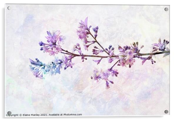Rainbow Cherry Blossoms Acrylic by Elaine Manley