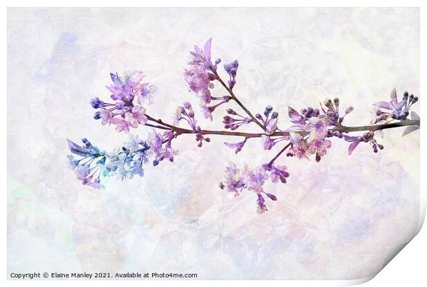 Rainbow Cherry Blossoms Print by Elaine Manley