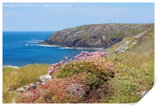 Thrift at Botallack Print by Terri Waters