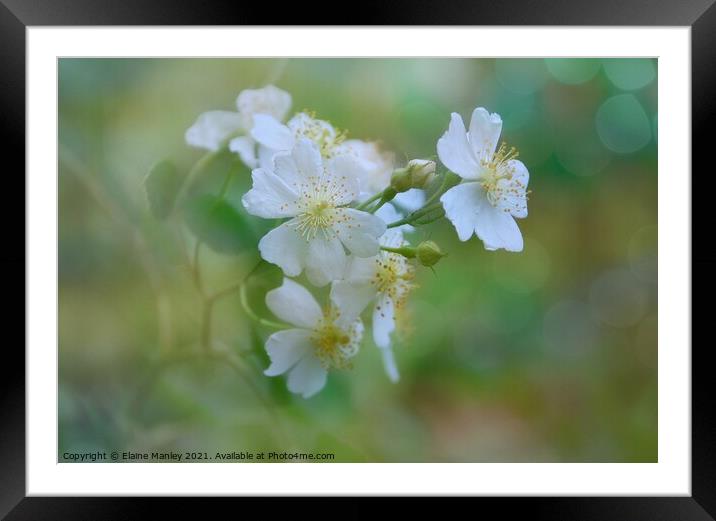 Strawberry Blossoms  Framed Mounted Print by Elaine Manley