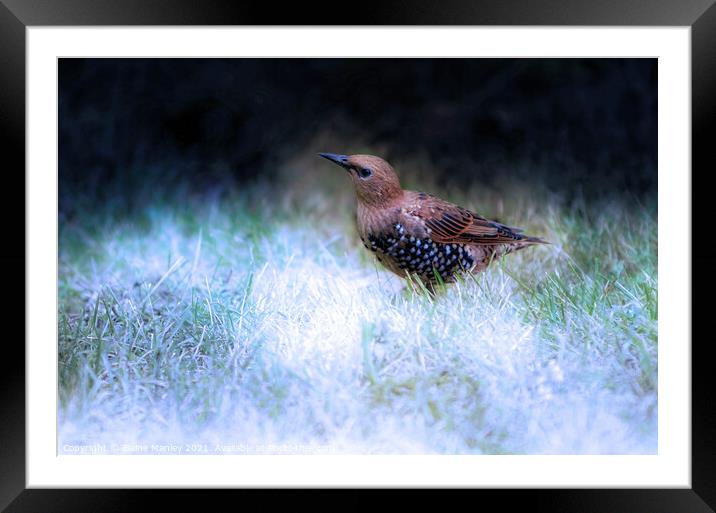 Baby Starling  Framed Mounted Print by Elaine Manley