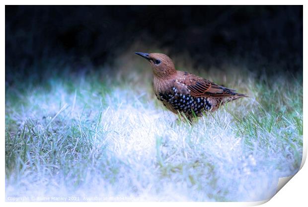 Baby Starling  Print by Elaine Manley
