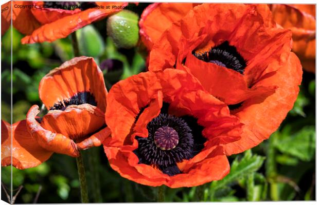 Blood Red Poppies Canvas Print by Jim Jones