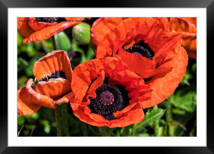 Blood Red Poppies Framed Mounted Print by Jim Jones