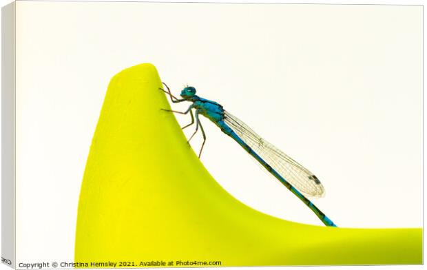 Blue dragonfly on a sippy cup - a Common Blue Damselfly Canvas Print by Christina Hemsley