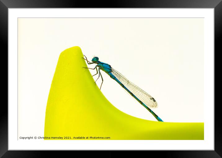 Blue dragonfly on a sippy cup - a Common Blue Damselfly Framed Mounted Print by Christina Hemsley