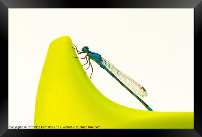 Blue dragonfly on a sippy cup - a Common Blue Damselfly Framed Print by Christina Hemsley