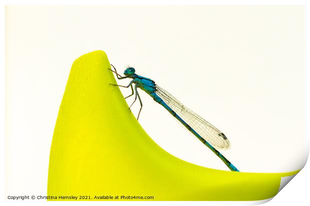 Blue dragonfly on a sippy cup - a Common Blue Damselfly Print by Christina Hemsley
