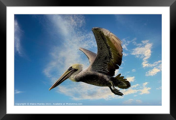 The Pelican  Framed Mounted Print by Elaine Manley