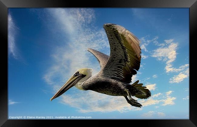 The Pelican  Framed Print by Elaine Manley