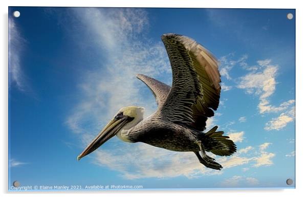 The Pelican  Acrylic by Elaine Manley