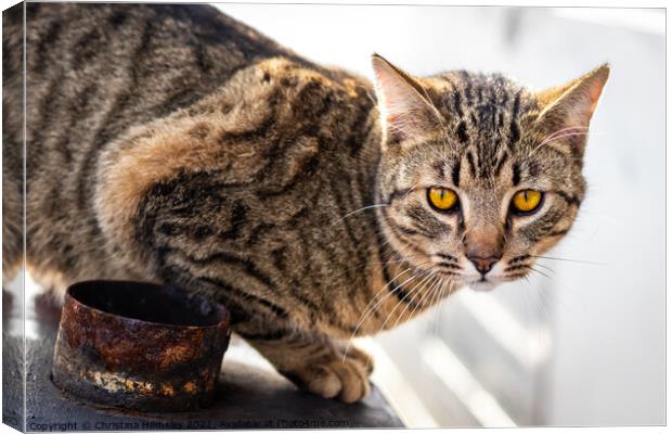 Beautiful mackerel tabby cat Canvas Print by Christina Hemsley