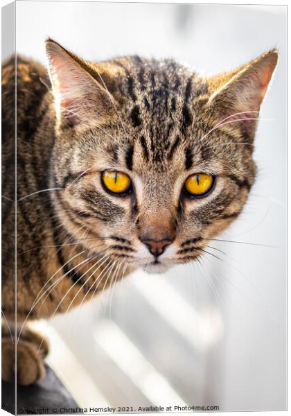 Beautiful mackerel tabby cat Canvas Print by Christina Hemsley