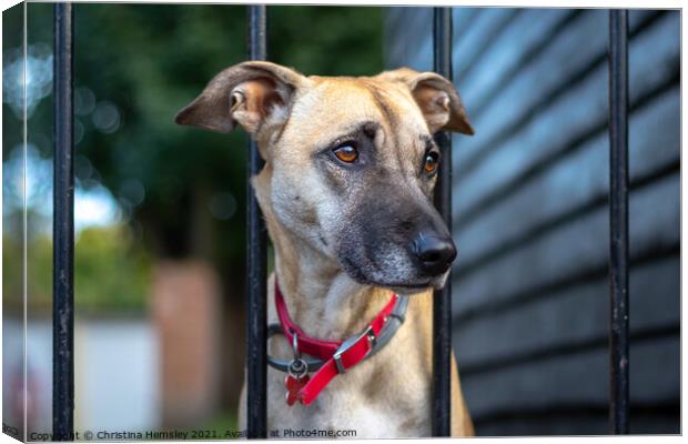 A lonely greyhound waiting for its owner Canvas Print by Christina Hemsley