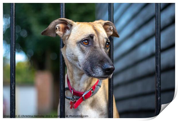 A lonely greyhound waiting for its owner Print by Christina Hemsley