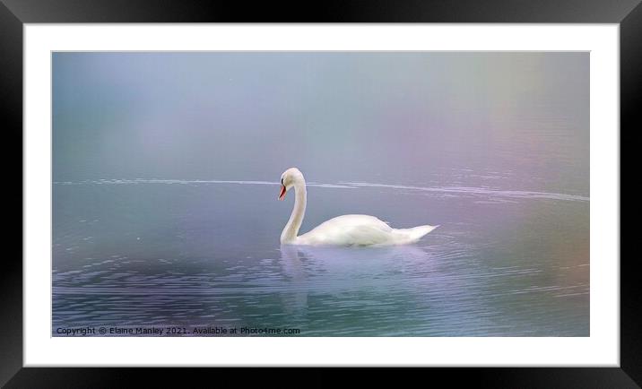 Swan in the Fog  Framed Mounted Print by Elaine Manley