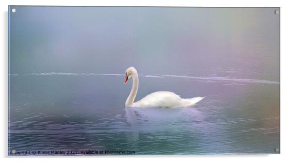 Swan in the Fog  Acrylic by Elaine Manley